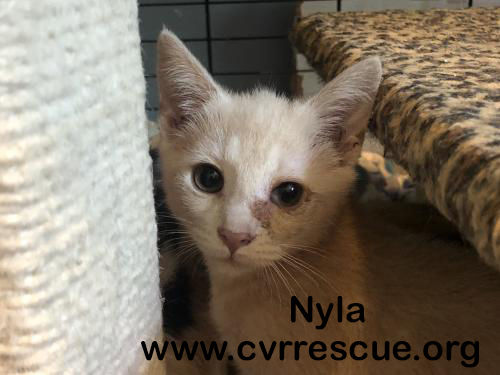 Nyla
